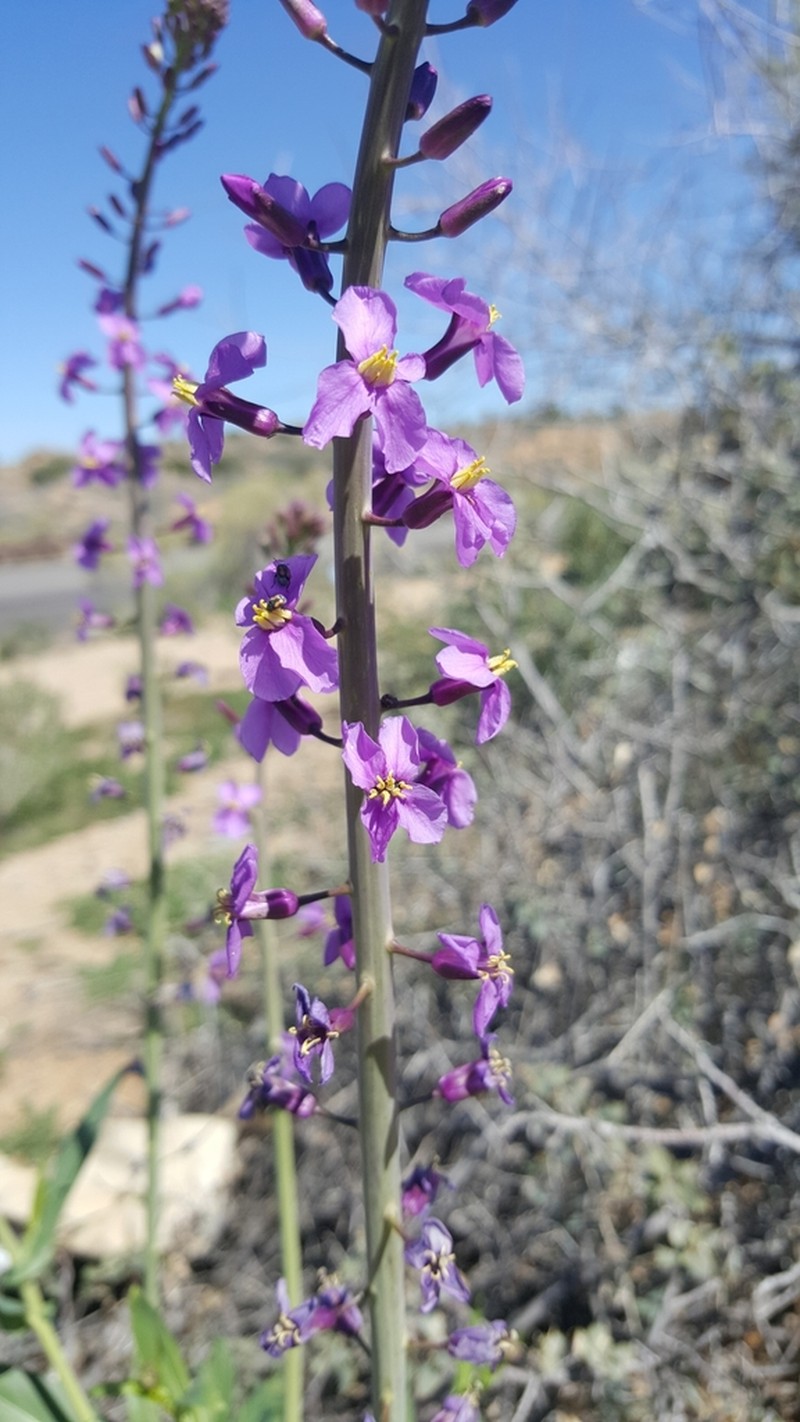 Long Valley Tumblemustard photo 4