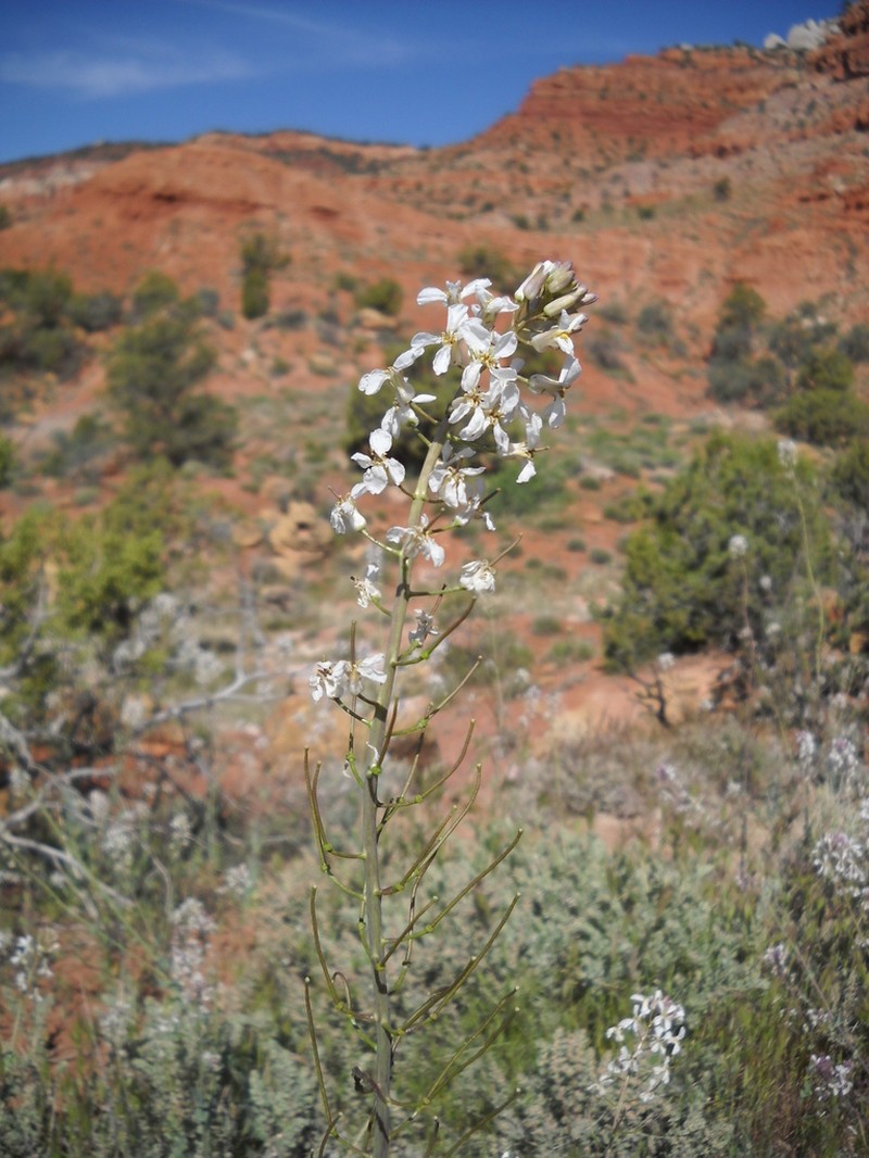 Long Valley Tumblemustard photo 5