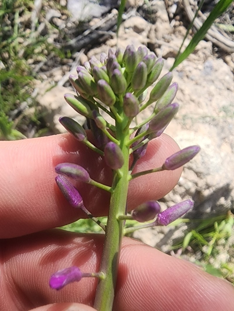 Long Valley Tumblemustard photo 6