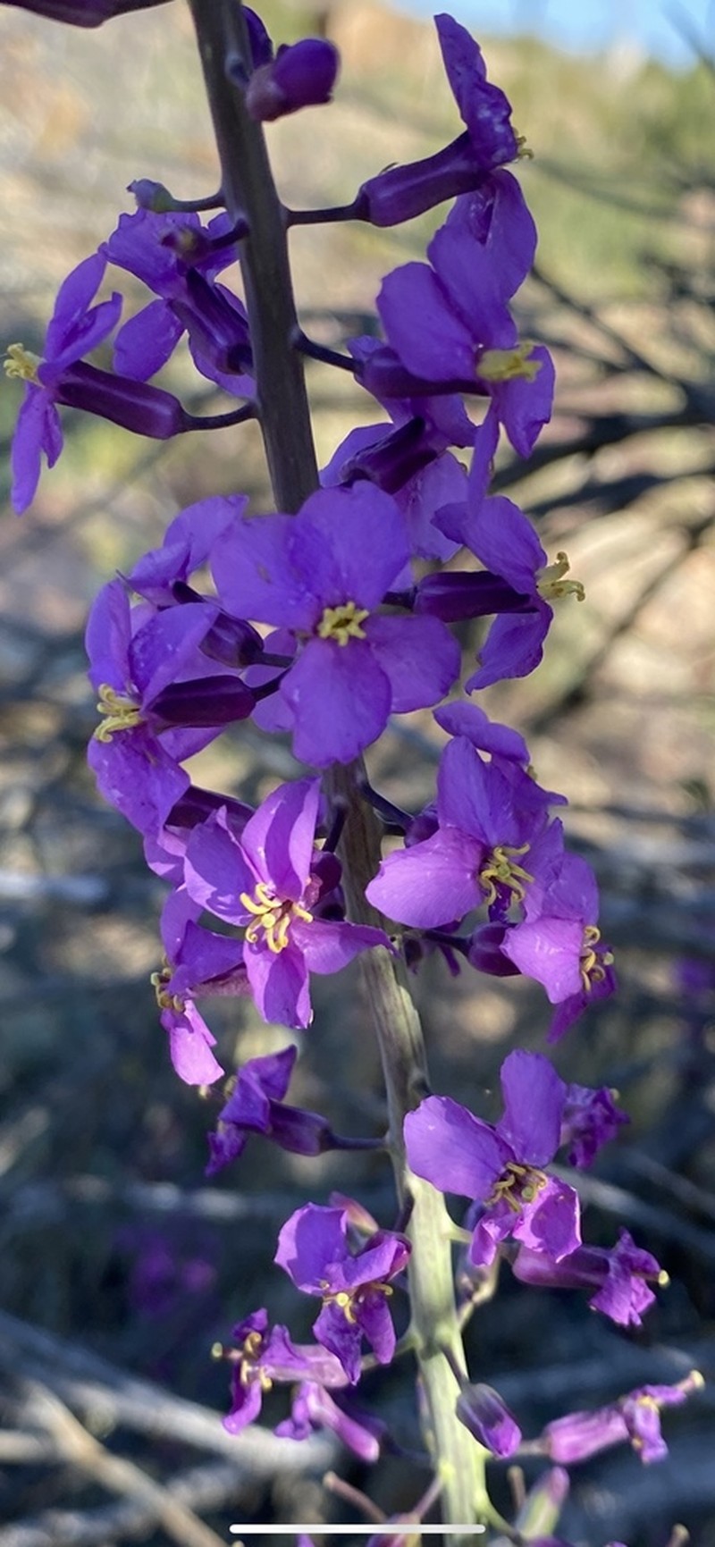 Long Valley Tumblemustard photo 8