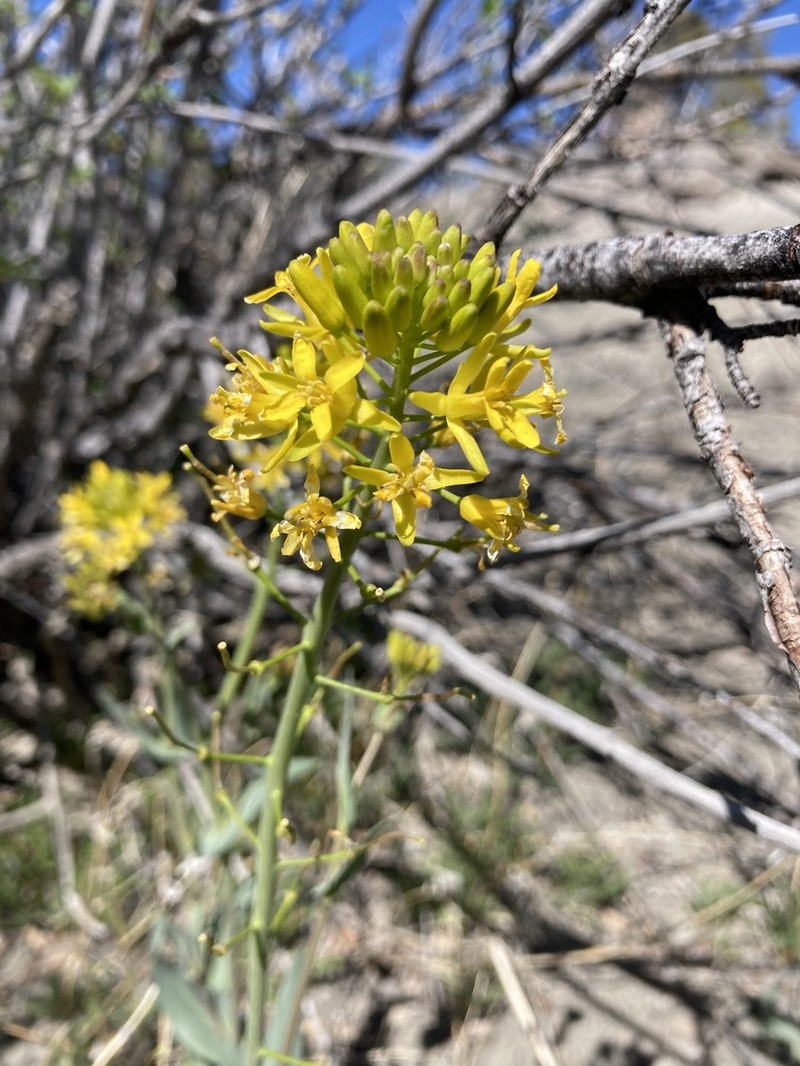 Durango Tumblemustard