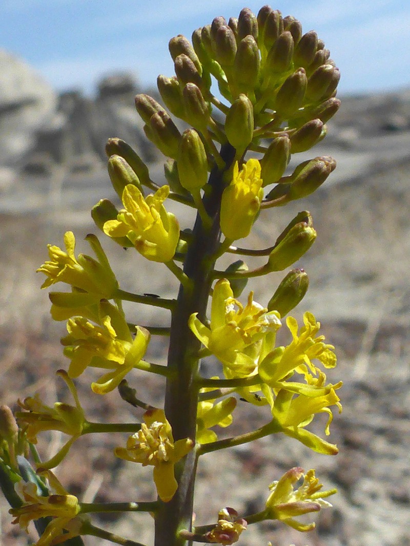 Durango Tumblemustard photo 2