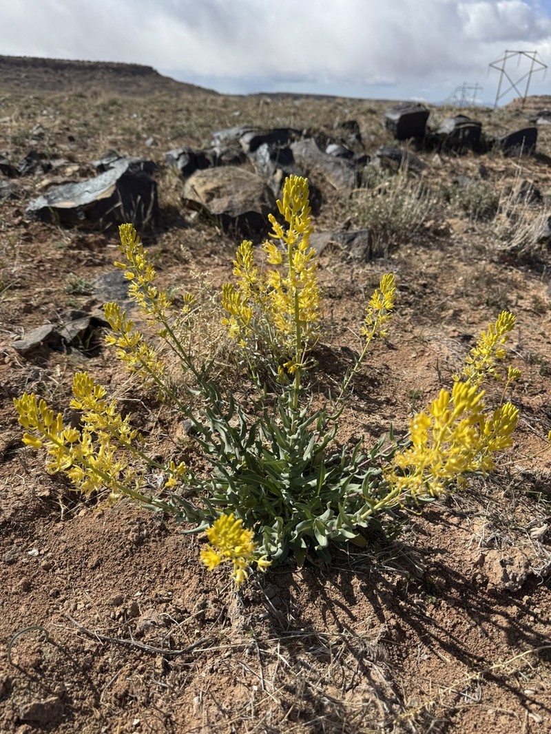 Durango Tumblemustard photo 3