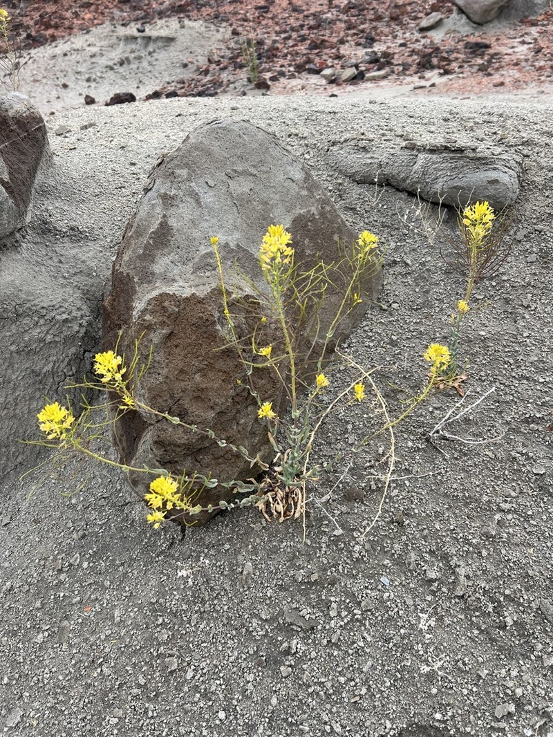 Durango Tumblemustard photo 4