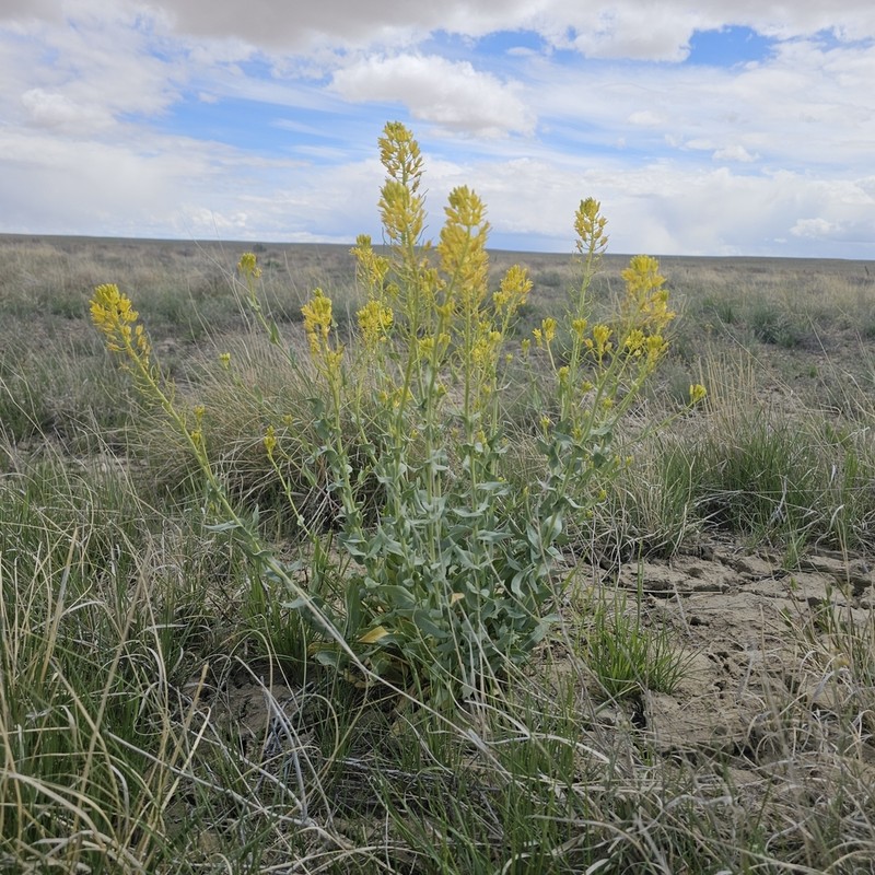 Durango Tumblemustard photo 6