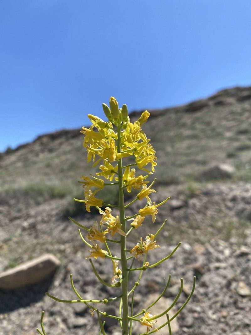 Durango Tumblemustard photo 7