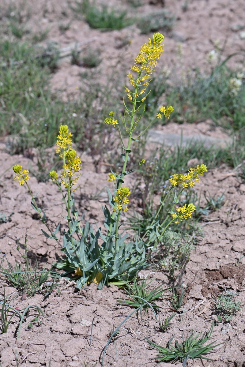 Durango Tumblemustard photo 8
