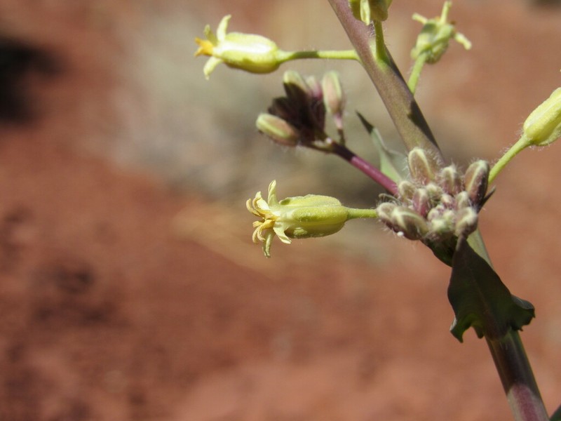 Spreading Thelypodiopsis