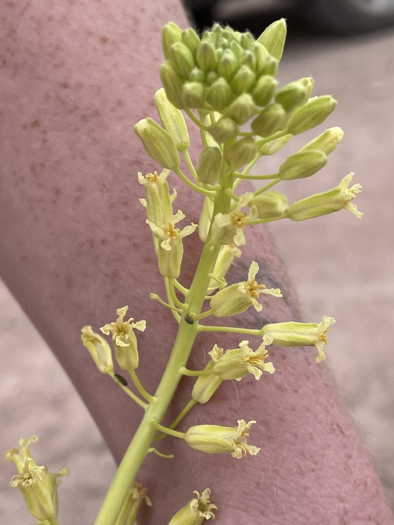 Spreading Thelypodiopsis photo 2