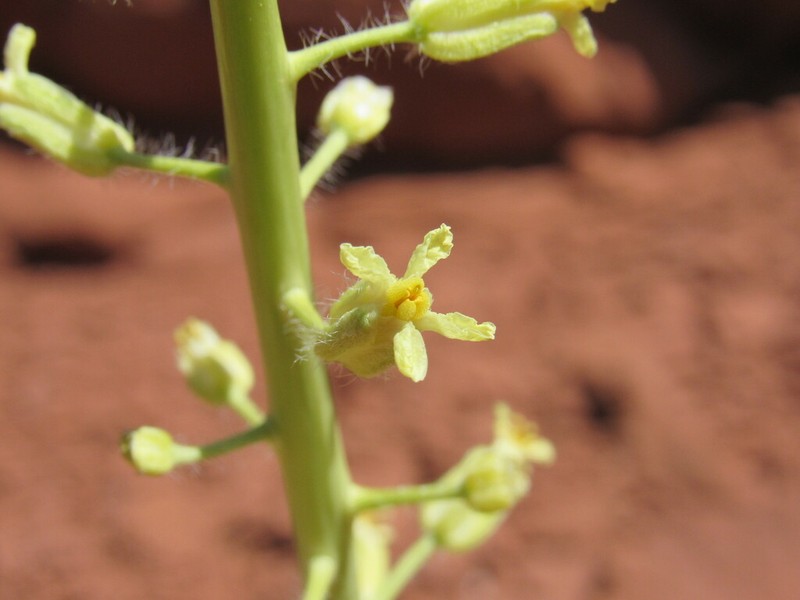 Spreading Thelypodiopsis photo 3
