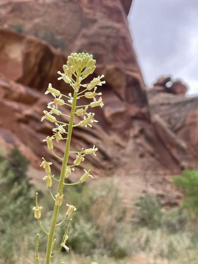 Spreading Thelypodiopsis photo 4
