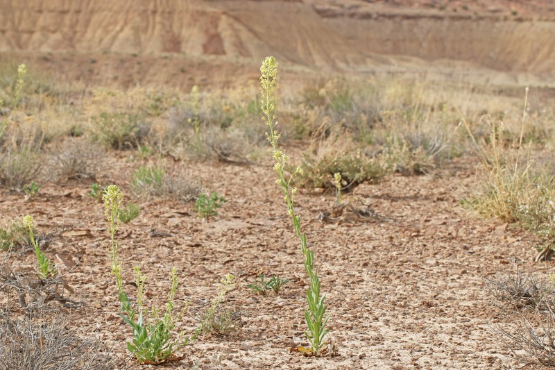 Spreading Thelypodiopsis photo 5