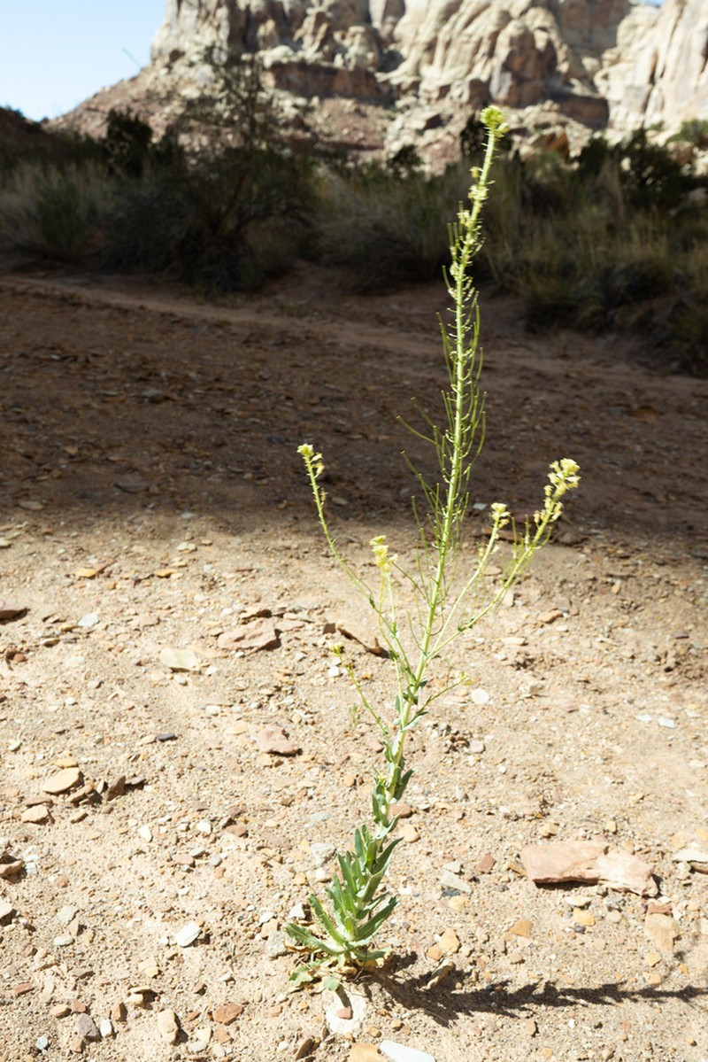 Spreading Thelypodiopsis photo 6
