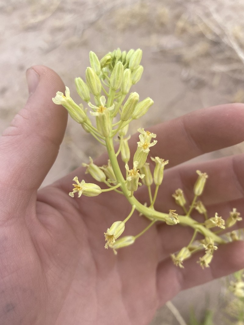 Spreading Thelypodiopsis photo 7