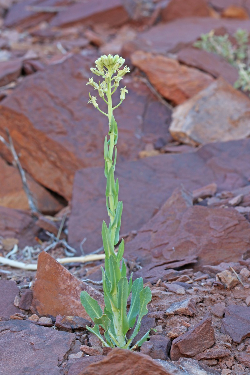 Spreading Thelypodiopsis