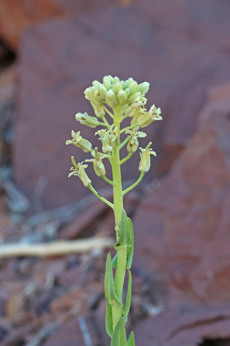 Spreading Thelypodiopsis photo 2