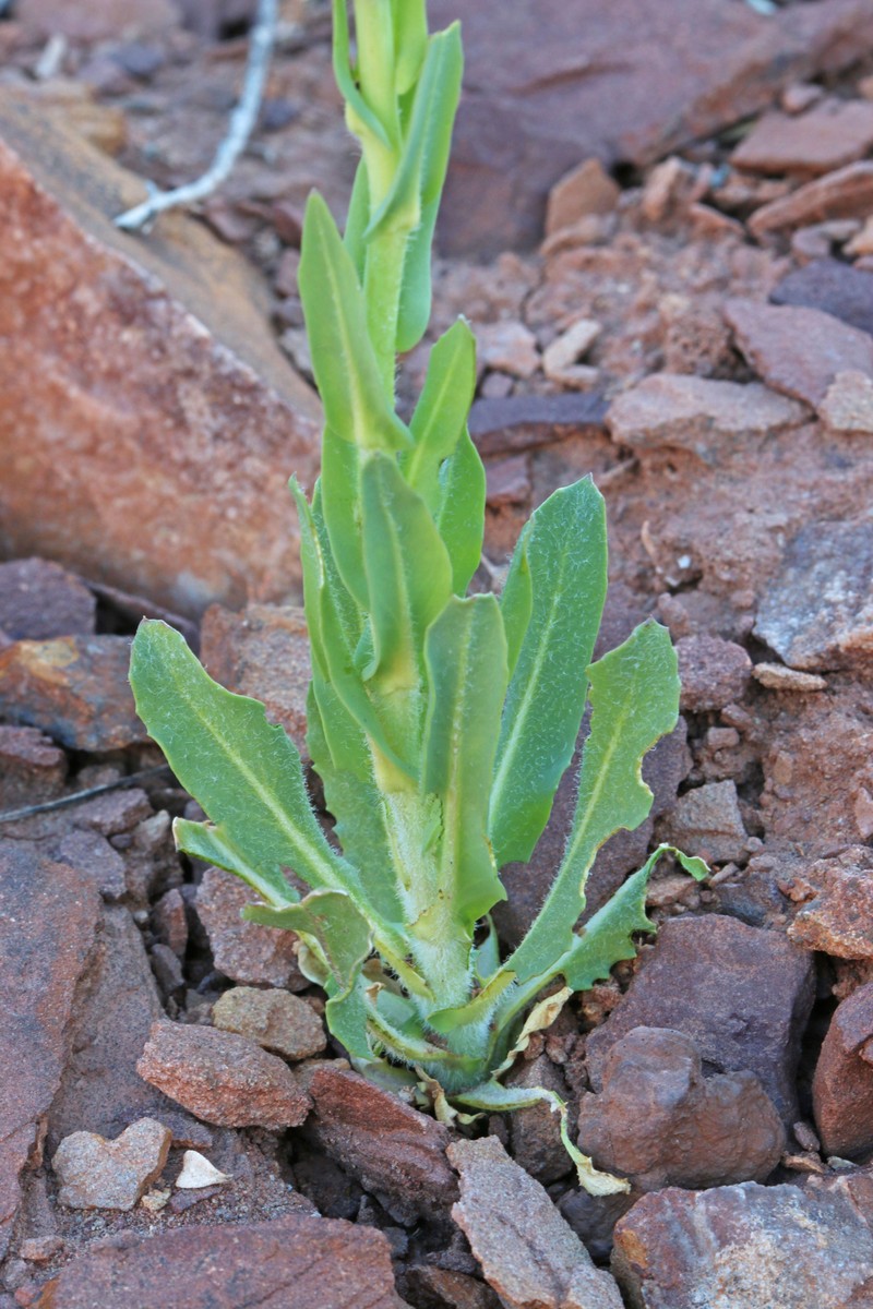 Spreading Thelypodiopsis photo 3