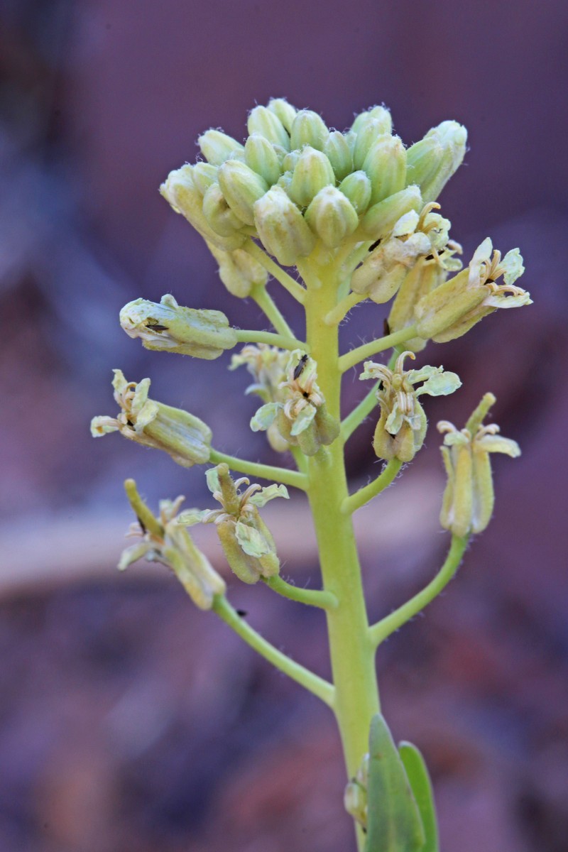 Spreading Thelypodiopsis photo 4