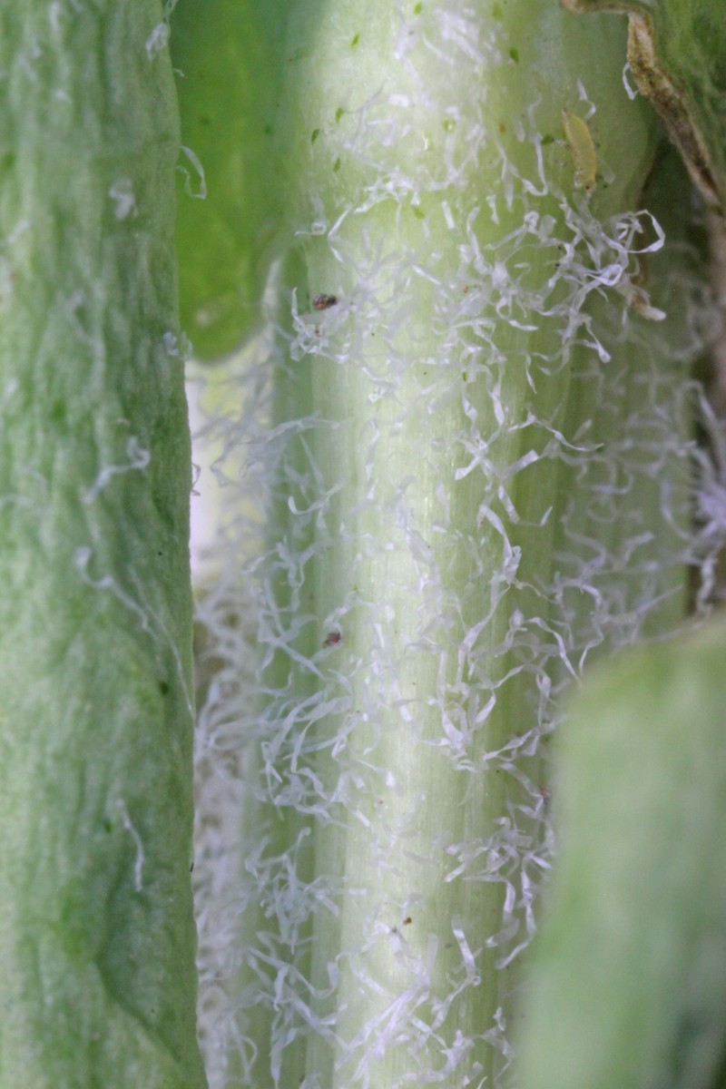 Spreading Thelypodiopsis photo 5