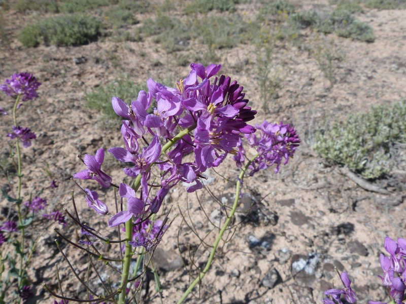 Westwater Tumblemustard