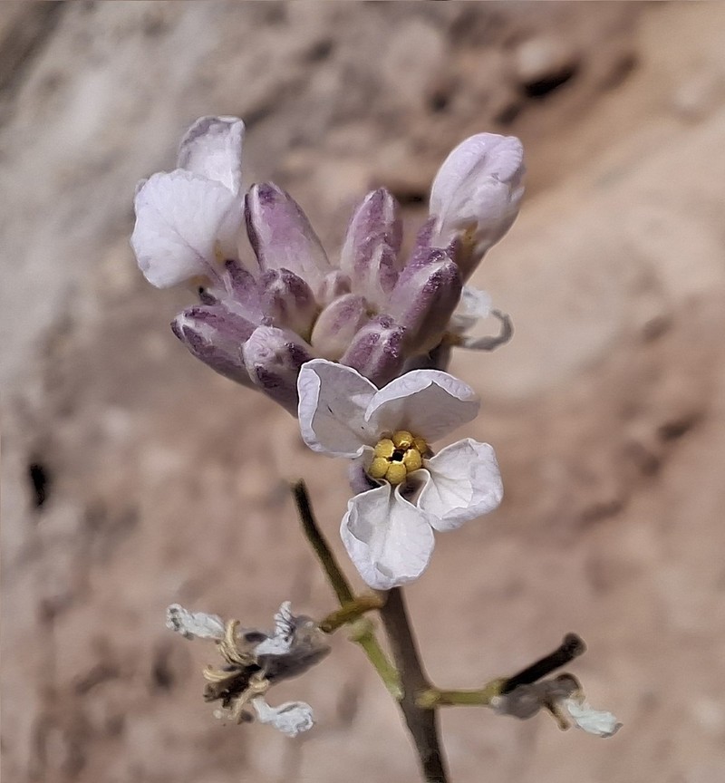 Westwater Tumblemustard photo 2