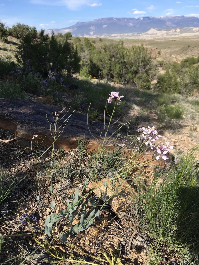 Westwater Tumblemustard photo 3