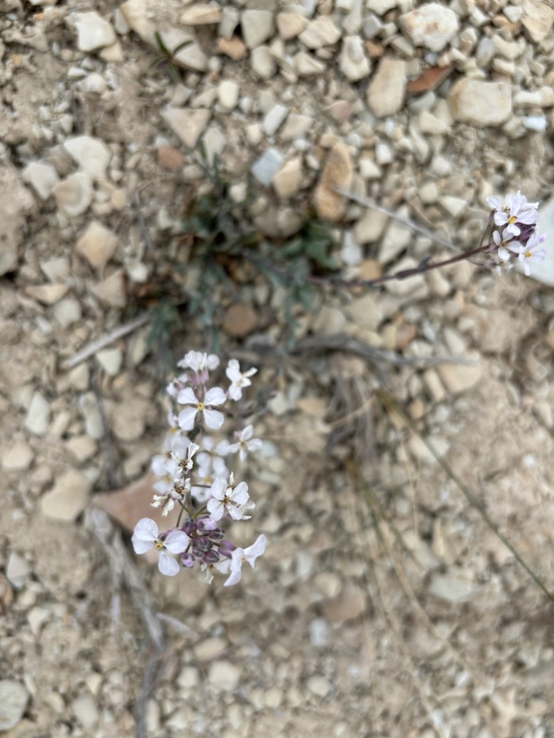 Westwater Tumblemustard photo 4