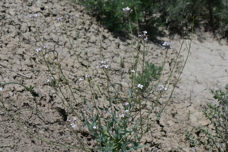 Westwater Tumblemustard photo 5
