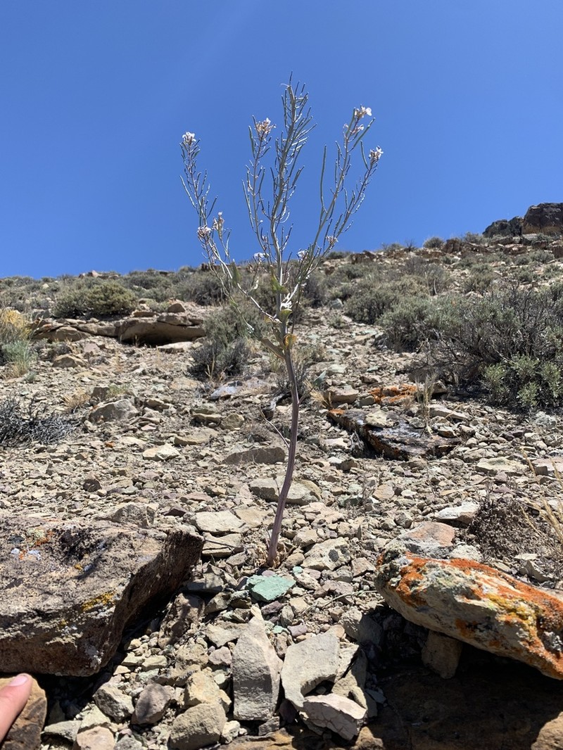 Westwater Tumblemustard photo 7