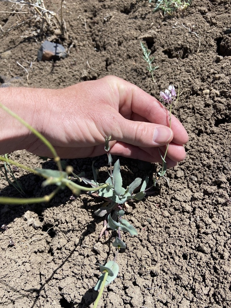 Westwater Tumblemustard photo 8