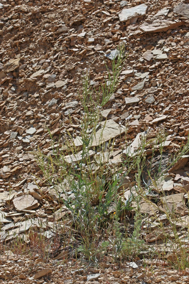 Westwater Tumblemustard photo 2