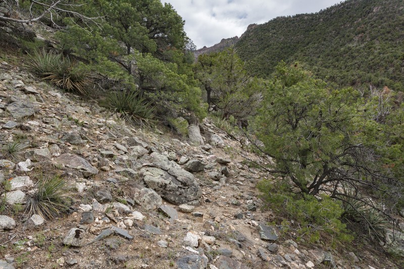 Westwater Tumblemustard photo 3