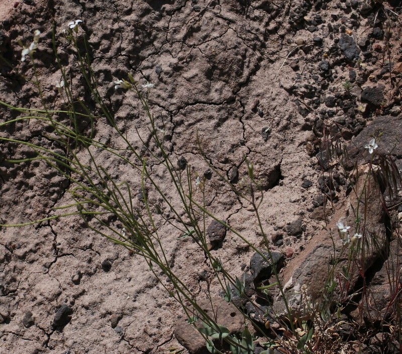 Juniper Tumblemustard photo 4
