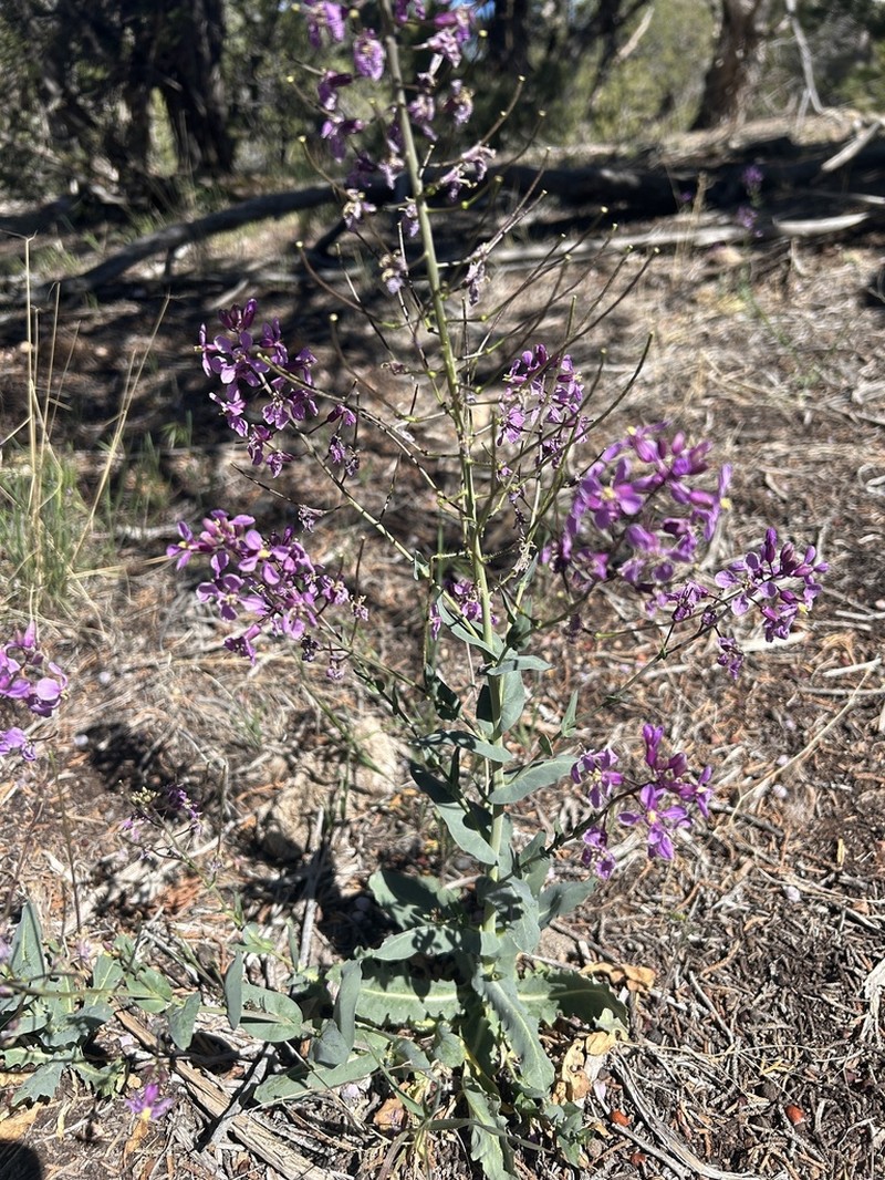 Juniper Tumblemustard photo 8