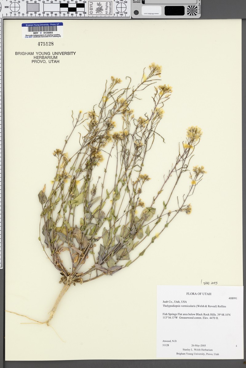 Great Basin Tumblemustard