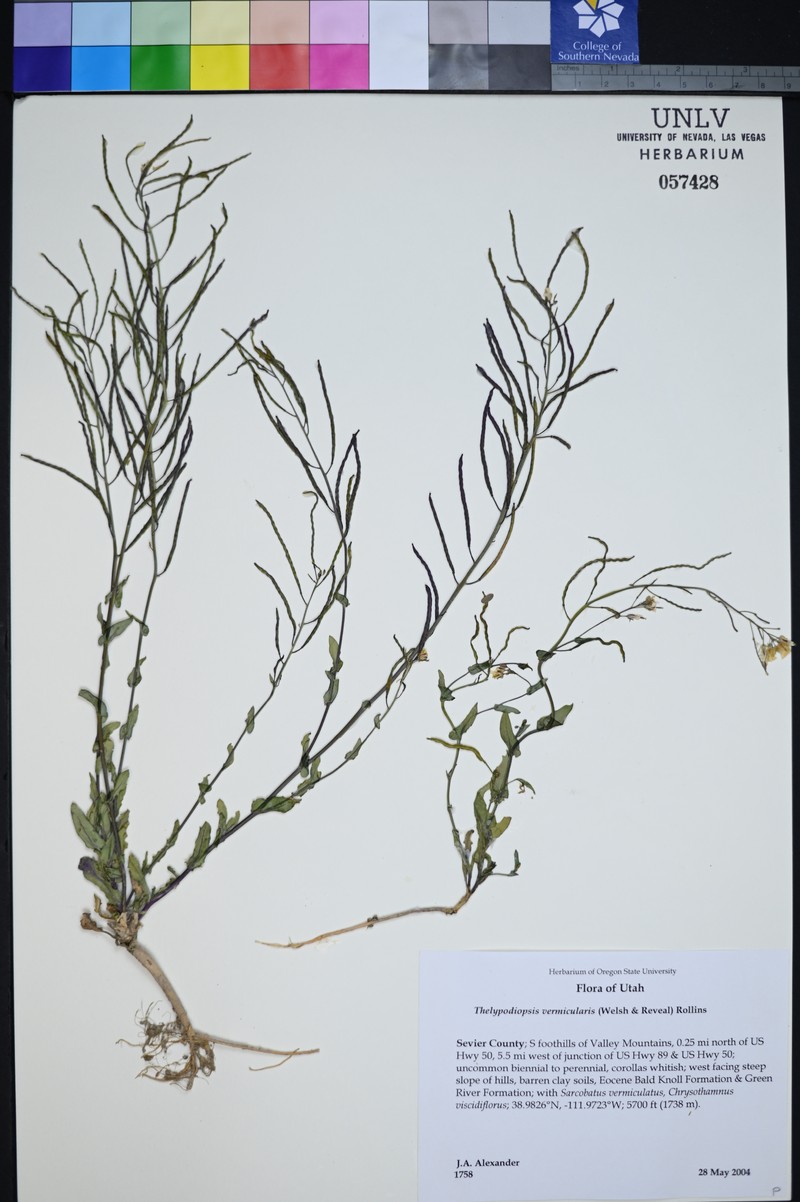Great Basin Tumblemustard photo 2