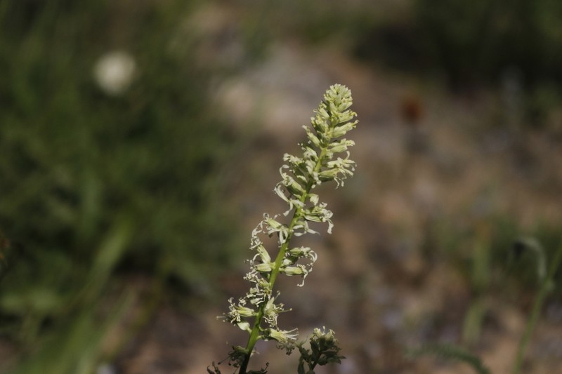 Shortpod Thelypody