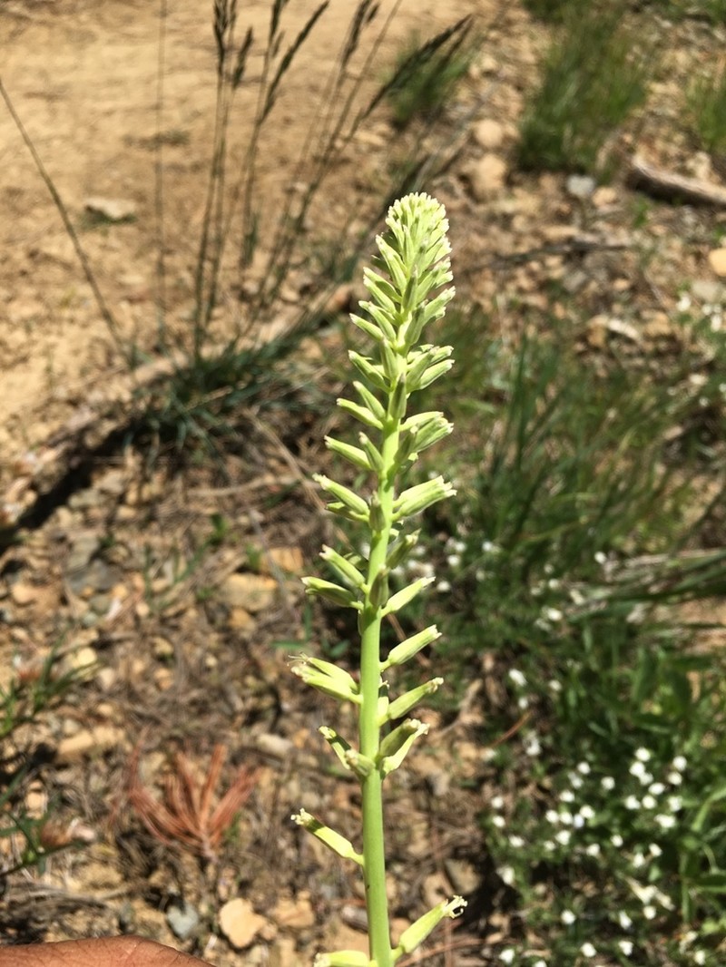 Shortpod Thelypody photo 2