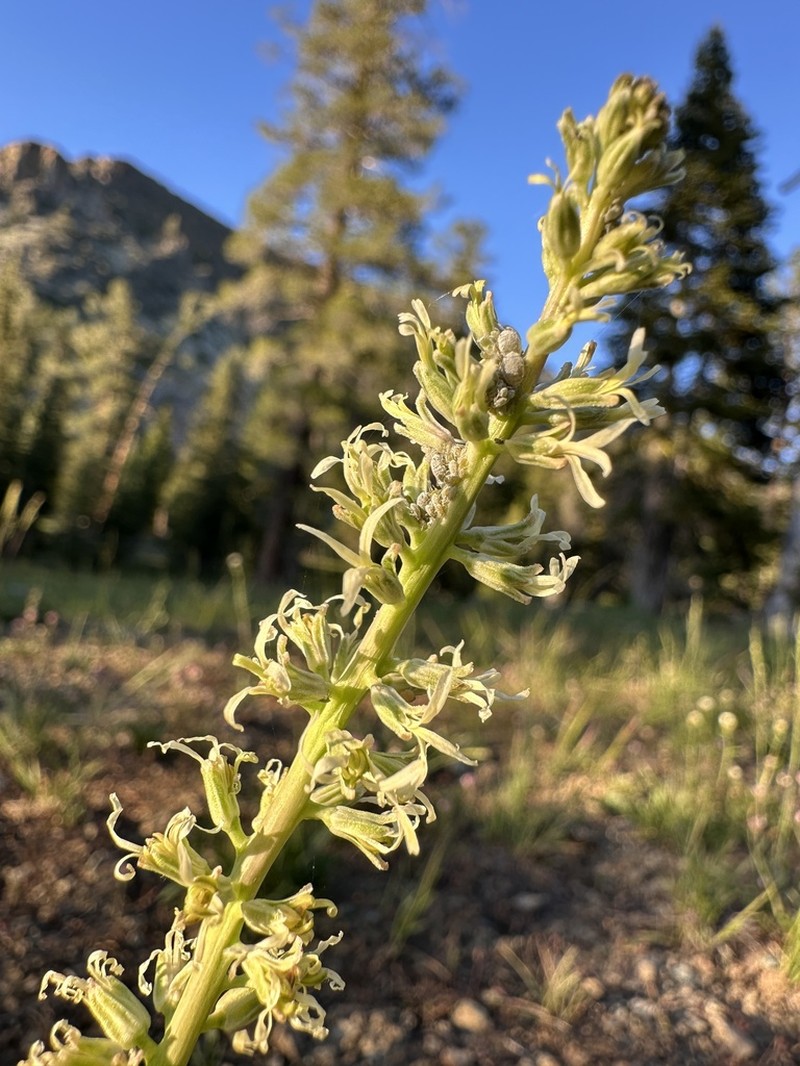 Shortpod Thelypody photo 4