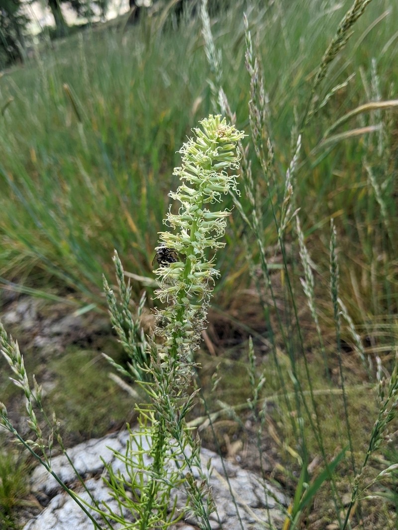 Shortpod Thelypody photo 5