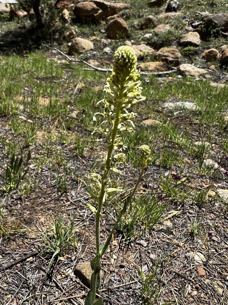 Shortpod Thelypody photo 6