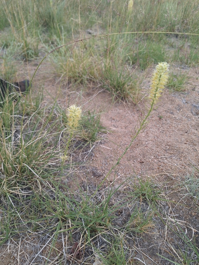 Crisped Thelypody photo 6