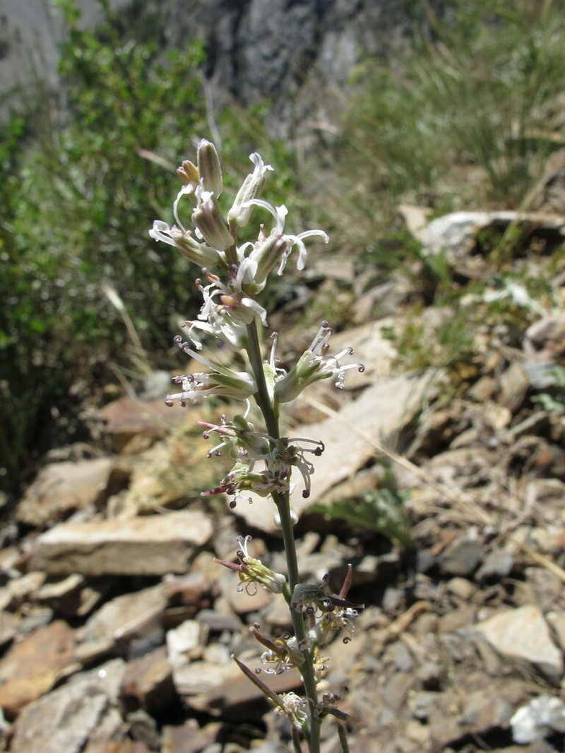 Crisped Thelypody photo 8