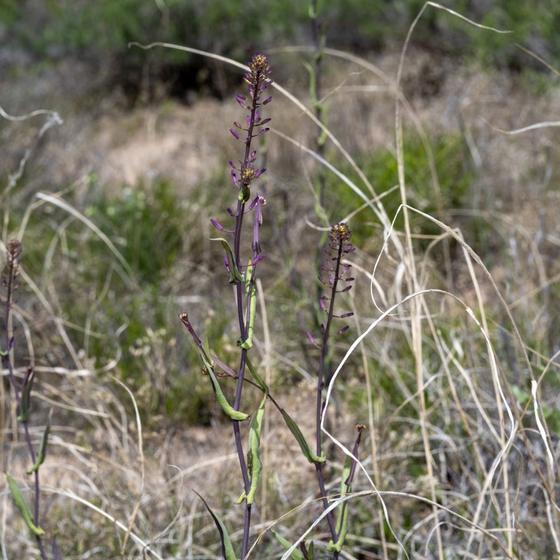Arrow-Leaf Thelypody photo 4