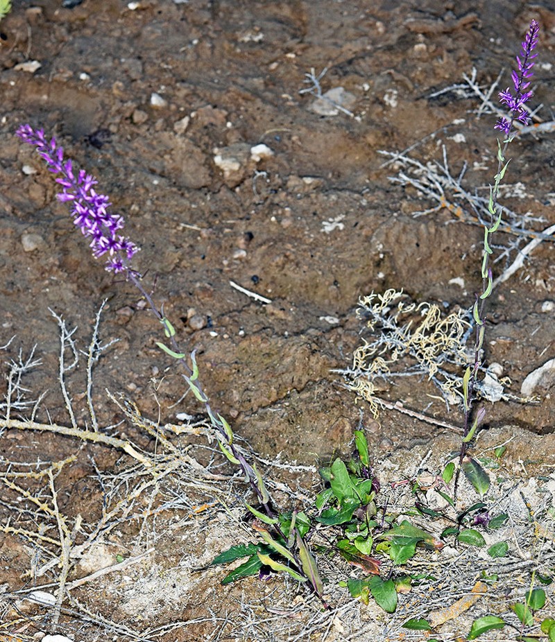 Arrow-Leaf Thelypody photo 5