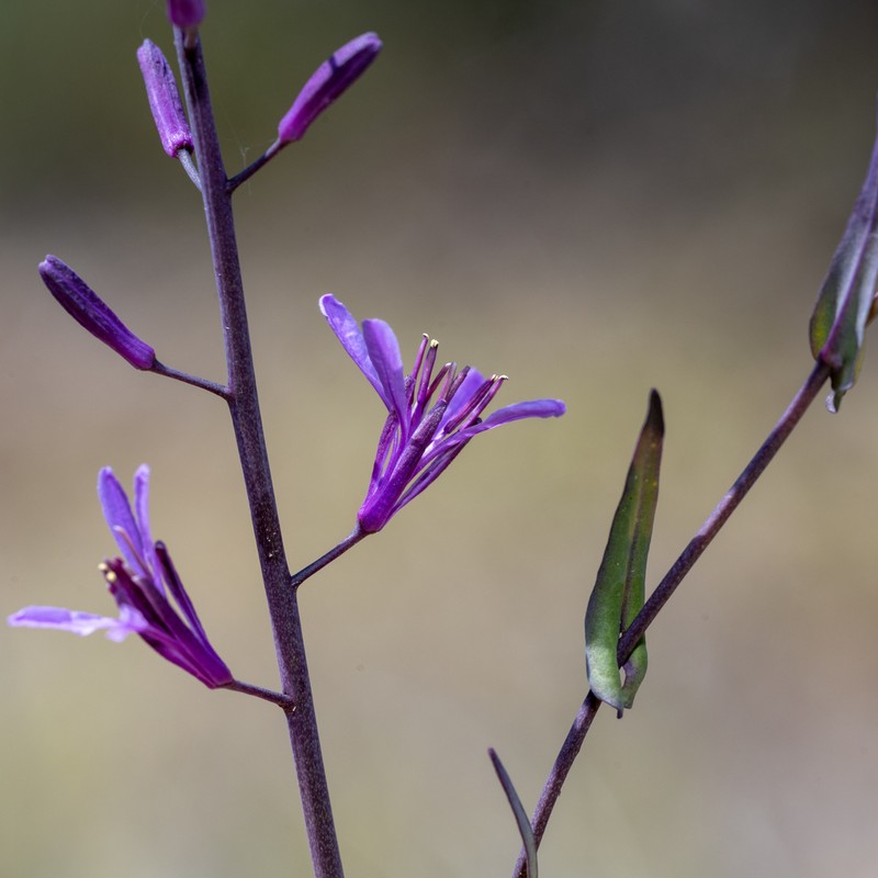 Arrow-Leaf Thelypody photo 7