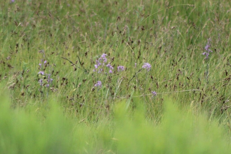 Howell's Thelypody photo 5