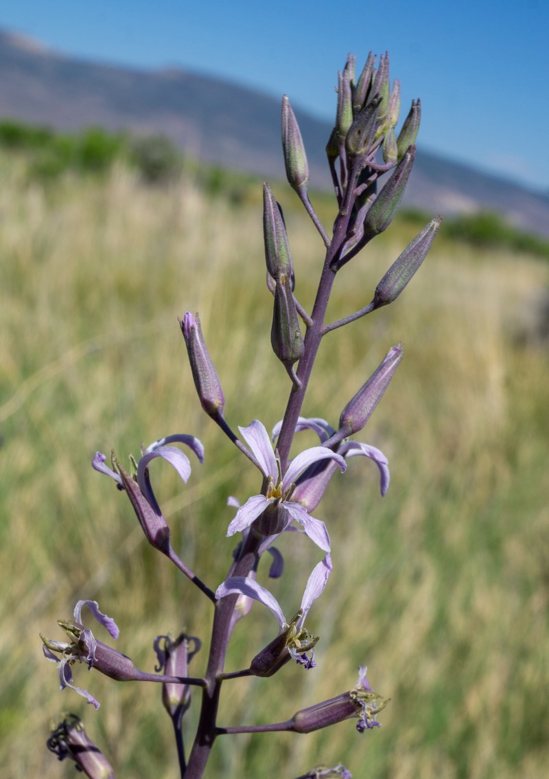 Thelypodium howellii subsp. howellii