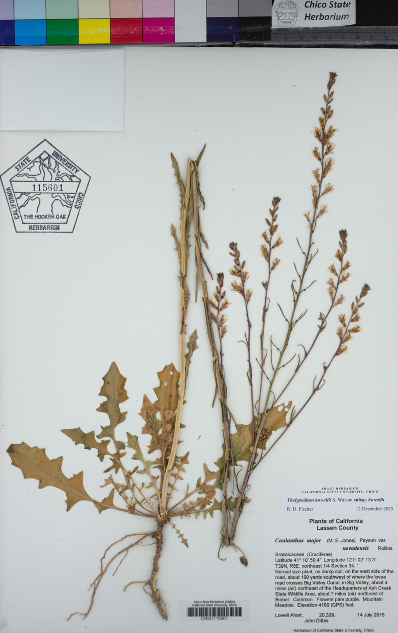 Thelypodium howellii subsp. howellii photo 3