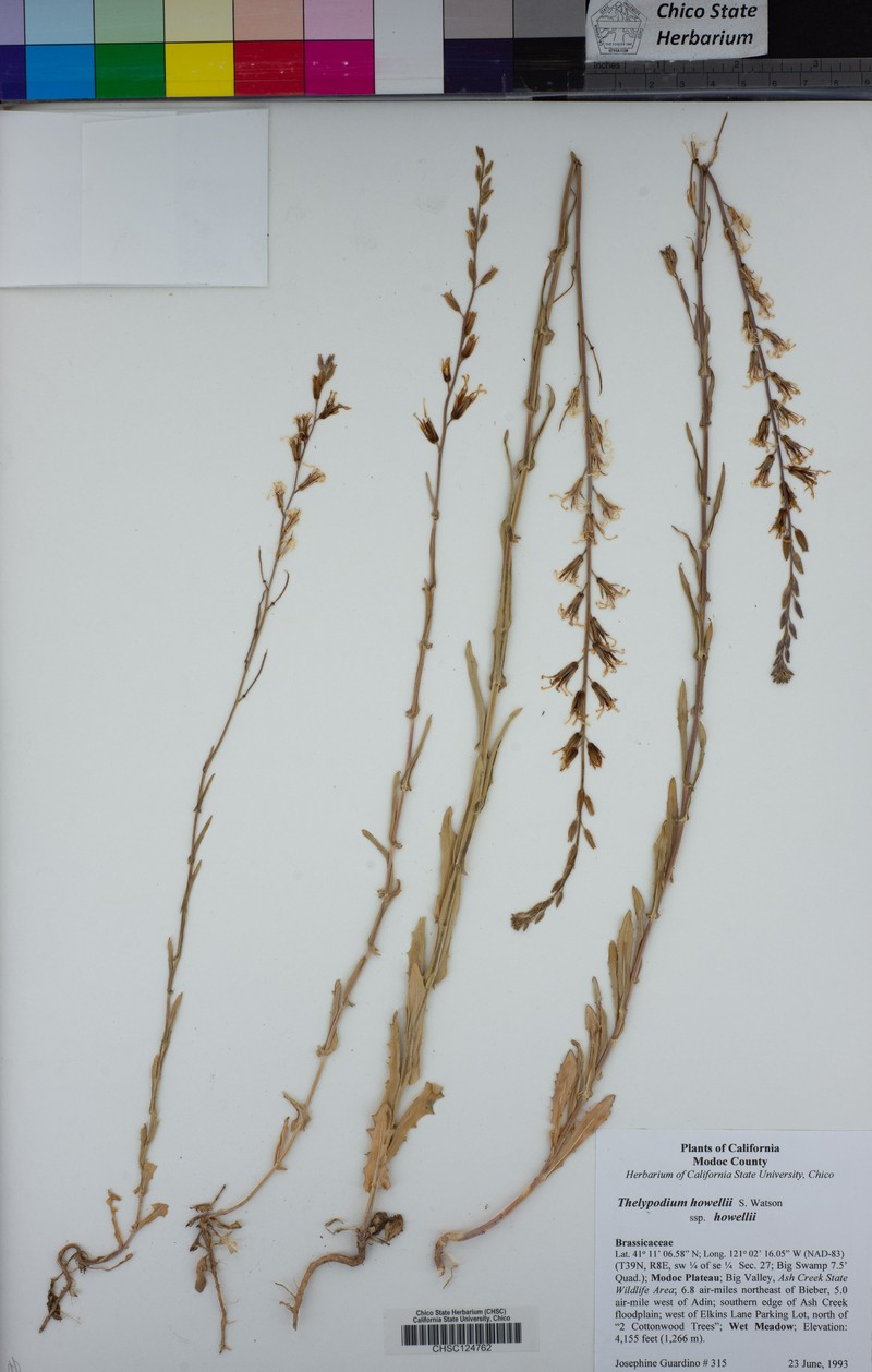 Thelypodium howellii subsp. howellii photo 4